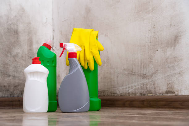 Campo, CA Mold Removal Company